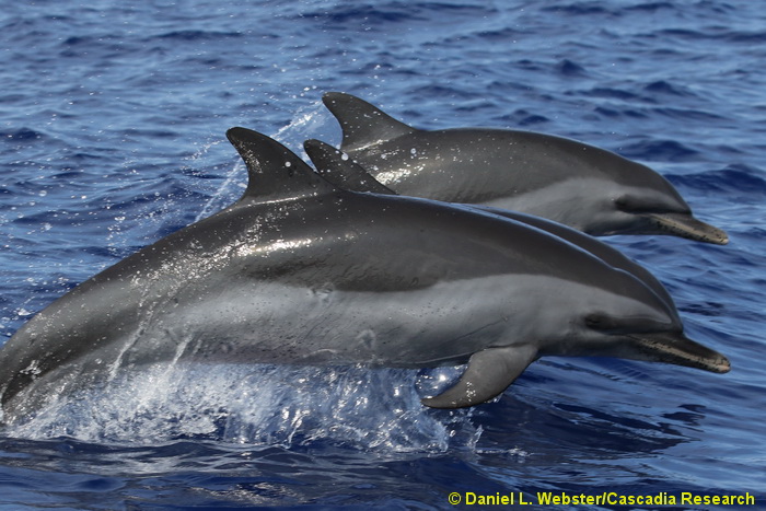 pantropical spotted dolphin, Stenella, Stenella attenuata, Hawaii, dolphin