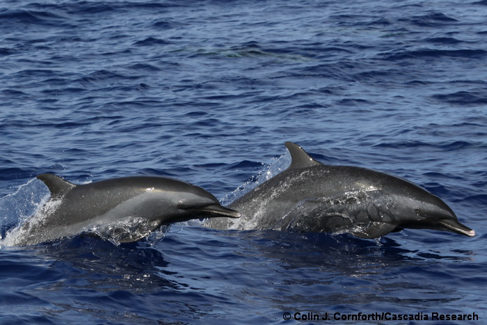 Stenella attenuata, pantropical spotted dolphin, dolphin, Hawaii, Stenella