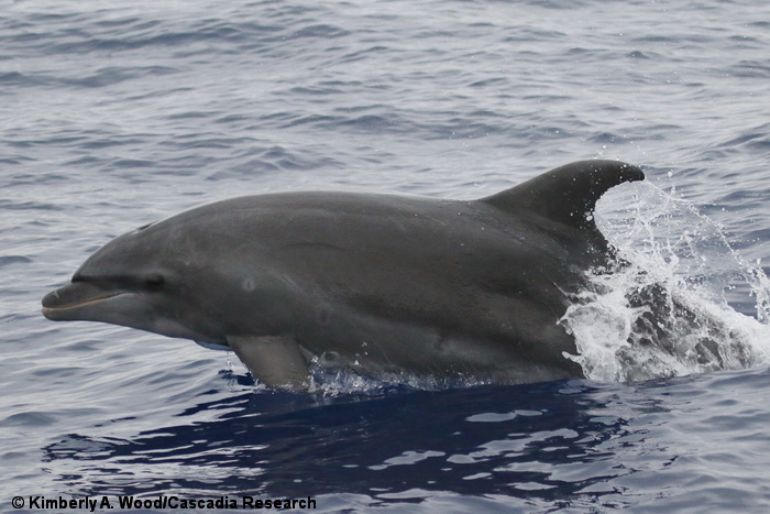 bottlenose dolphin, Tursiops, Hawaii, dolphin, Tursiops truncatus