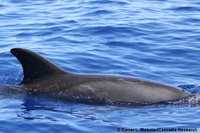 Pygmy killer whale, Feresa, Hawaii, scarring