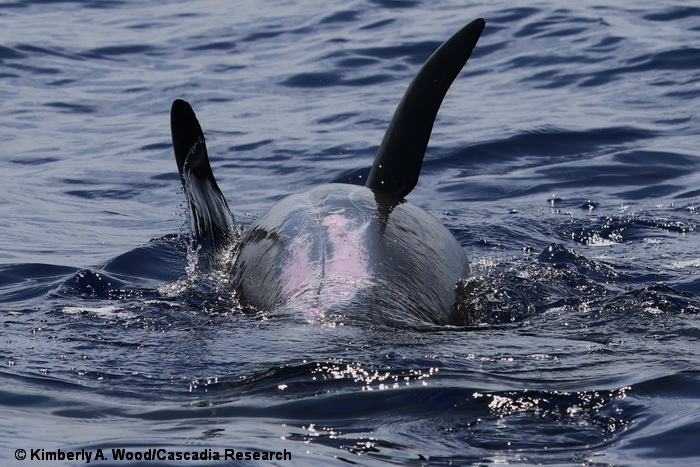 Pygmy killer whale, Feresa, Hawaii, whale, dolphin