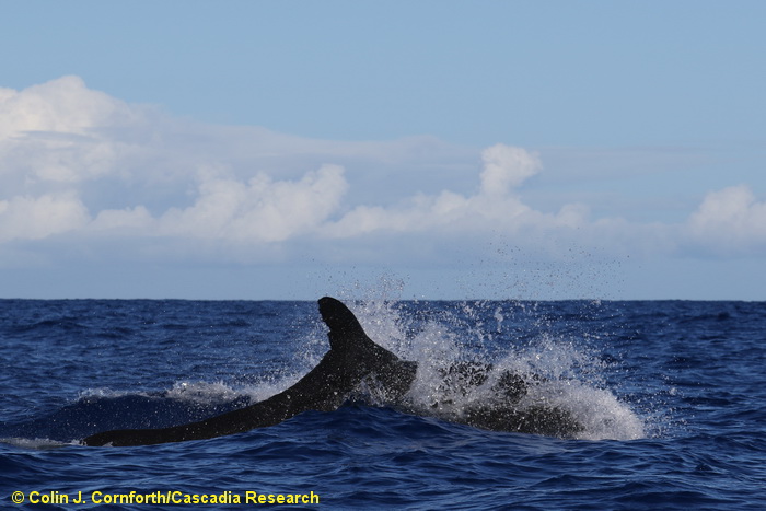 false killer whale, Pseudorca, Hawaii
