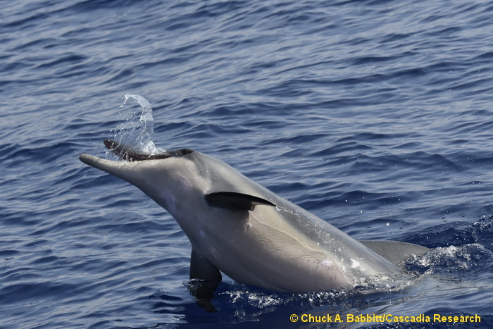 Rough-toothed dolphin, Steno, Steno bredanensis, Hawaii