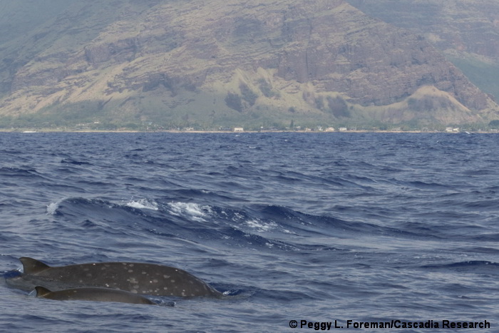 Blainville's beaked whale, Mesoplodon densirostris, Oahu, Hawaii, beaked whale, Mesoplodon