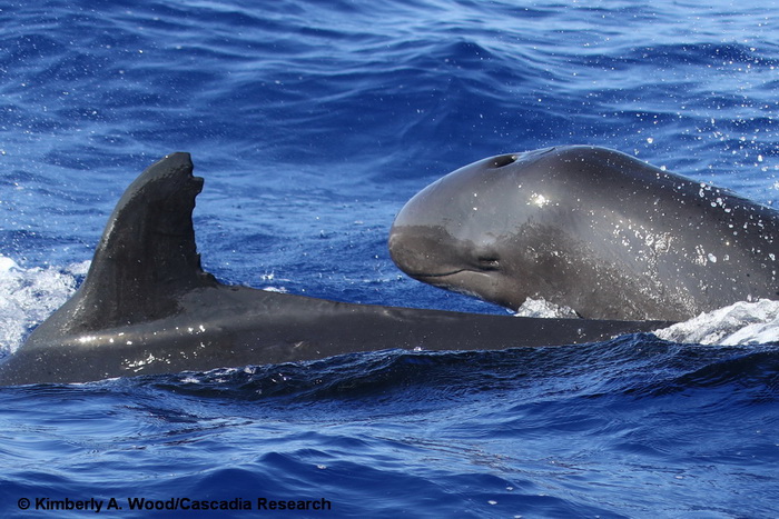 False killer whale, Hawaii, Oahu, Pseudorca