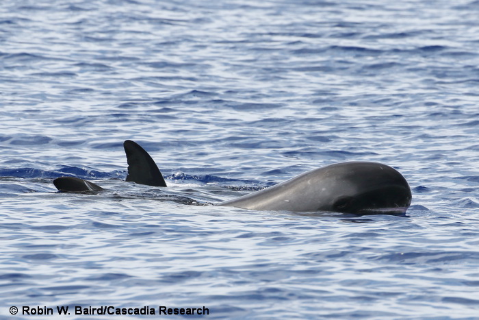pygmy killer whale, Feresa, Feresa attenuata, Oahu, Hawaii