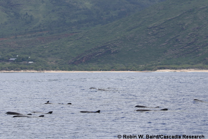 pygmy killer whale, Feresa, Feresa attenuata, Oahu, Hawaii