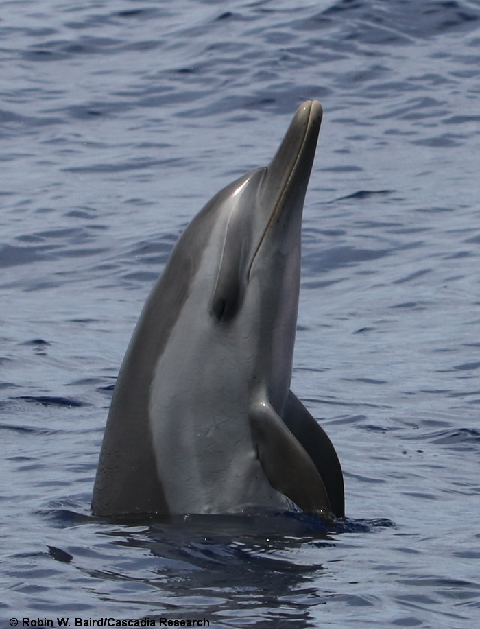 pantropical spotted dolphin, Stenella, Stenella attenuata, Hawaii, Oahu, spyhop