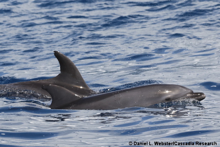 bottlenose dolphin, Tursiops, Tursiops truncatus, Oahu, Hawaii