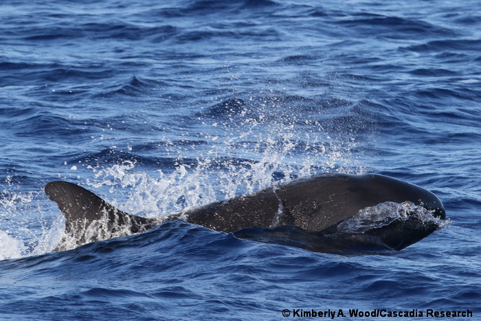 false killer whale, Pseudorca, Oahu, Hawaii