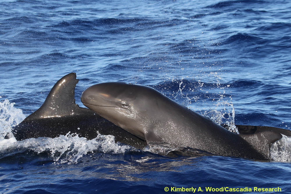 false killer whale, Pseudorca, Oahu, Hawaii, calf