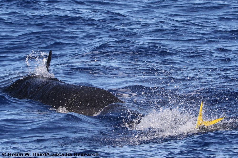False killer whale, Pseudorca, Oahu, Hawaii, predation, mahimahi, fish