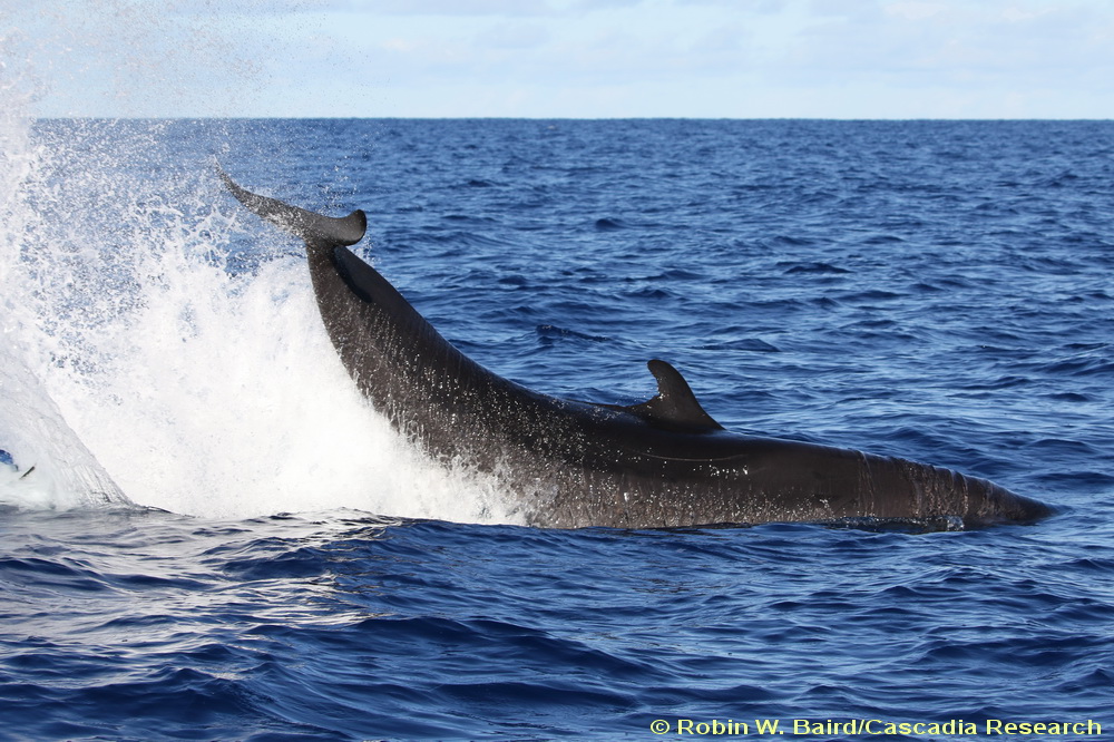 Pseudorca, false killer whale, Oahu, Hawaii