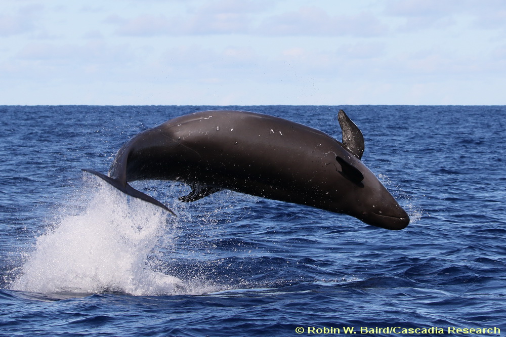 False killer whale, Pseudorca, Hawaii, Oahu