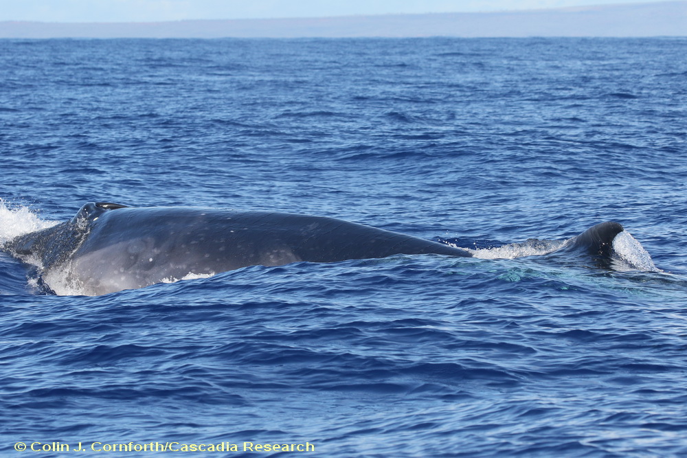 Sei whale, Balaenoptera borealis, Hawaii, Lanai