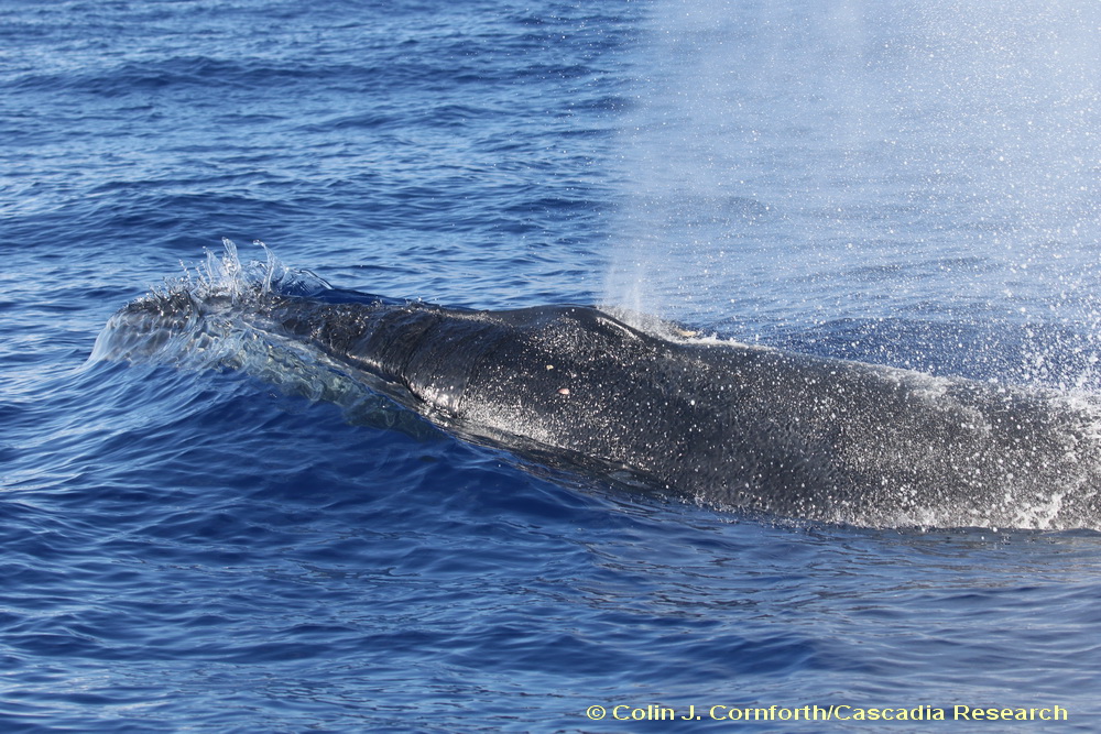 sei whale, Balaenoptera borealis, Hawaii