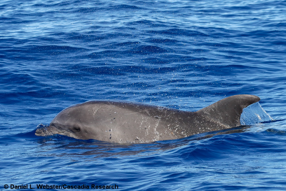 bottlenose dolphin, Hawaii, Maui, Tursiops