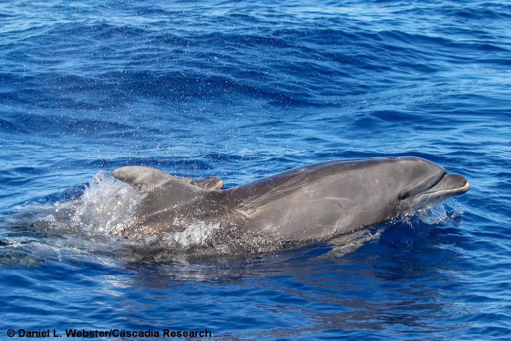 bottlenose dolphin, Tursiops, Hawaii, Maui