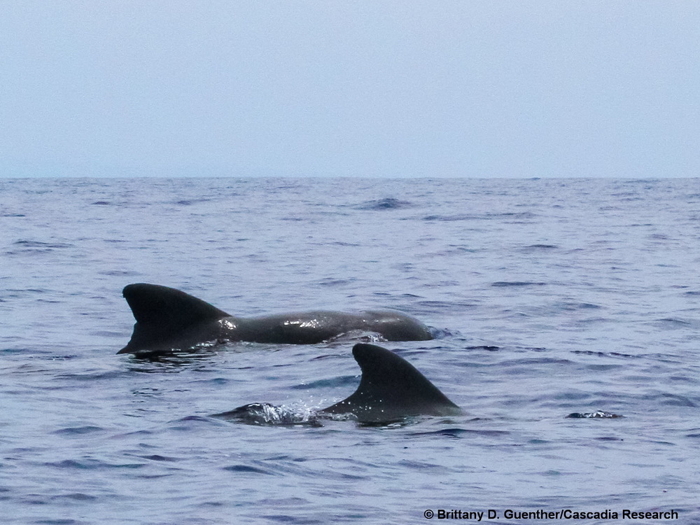 Short-finned pilot whale, Globicephala, Hawaii, Lanai