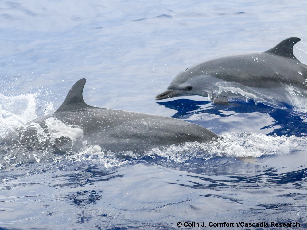 Pantropical spotted dolphin, Stenella attenuata, Hawaii, Lanai, dolphin