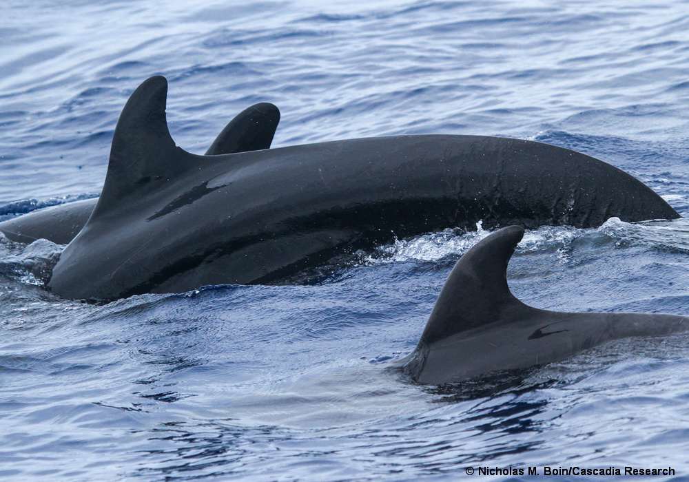 False killer whale, bottlenose dolphin, Tursiops, Pseudorca, Maui, Hawaii