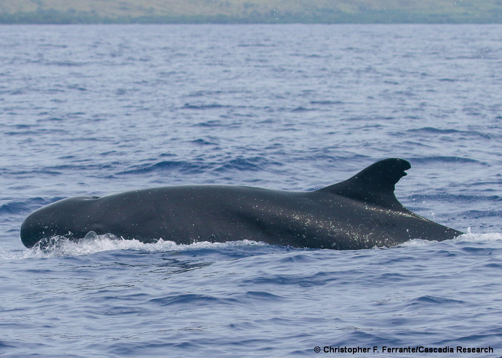 False killer whale, Pseudorca, Maui