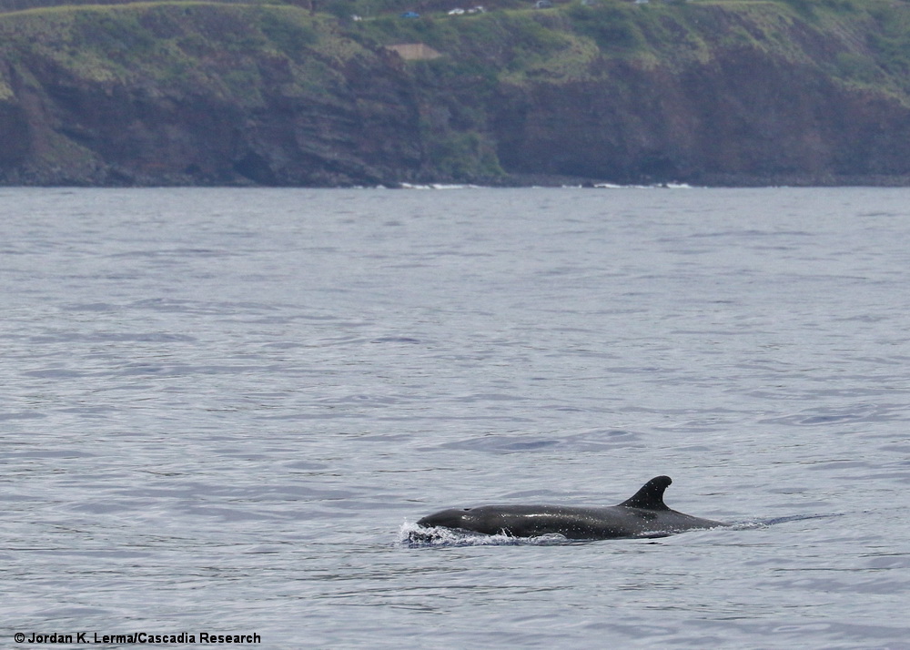 False killer whale, Pseudorca, Hawaii, Maui