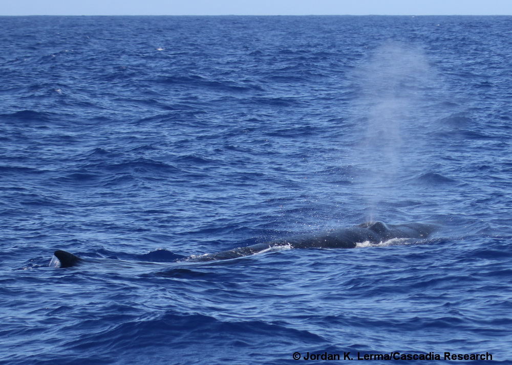 sei whale, Hawaii, Lanai, Balaenoptera borealis
