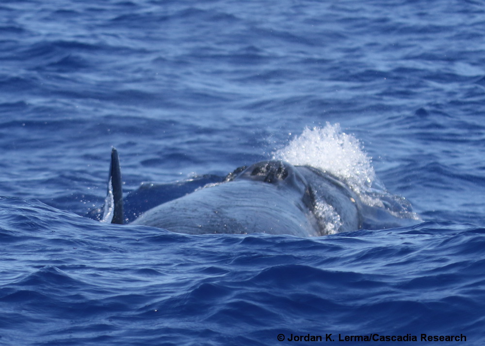 Sei whale, Hawaii, Lanai