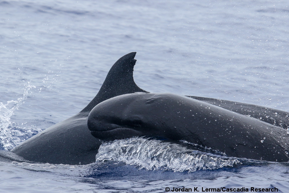 Pseudorca, false killer whale, Cluster 4, Hawaii, Lāna‘i