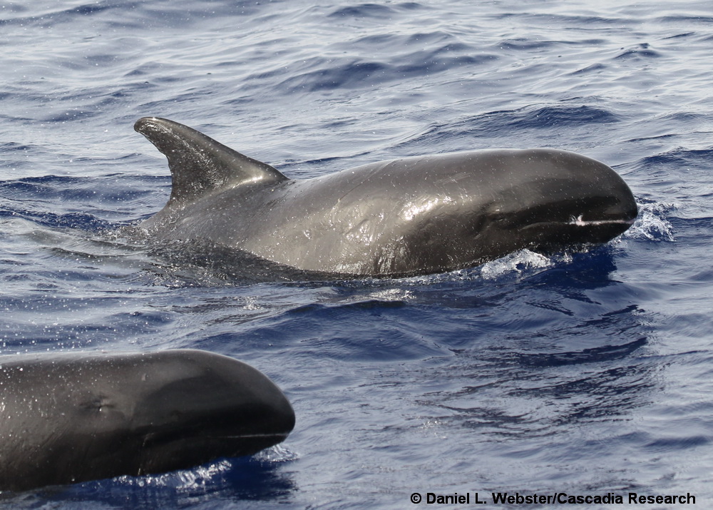 melon-headed whale, Peponocephala electra, Peponocephala, Hawaii, Lanai