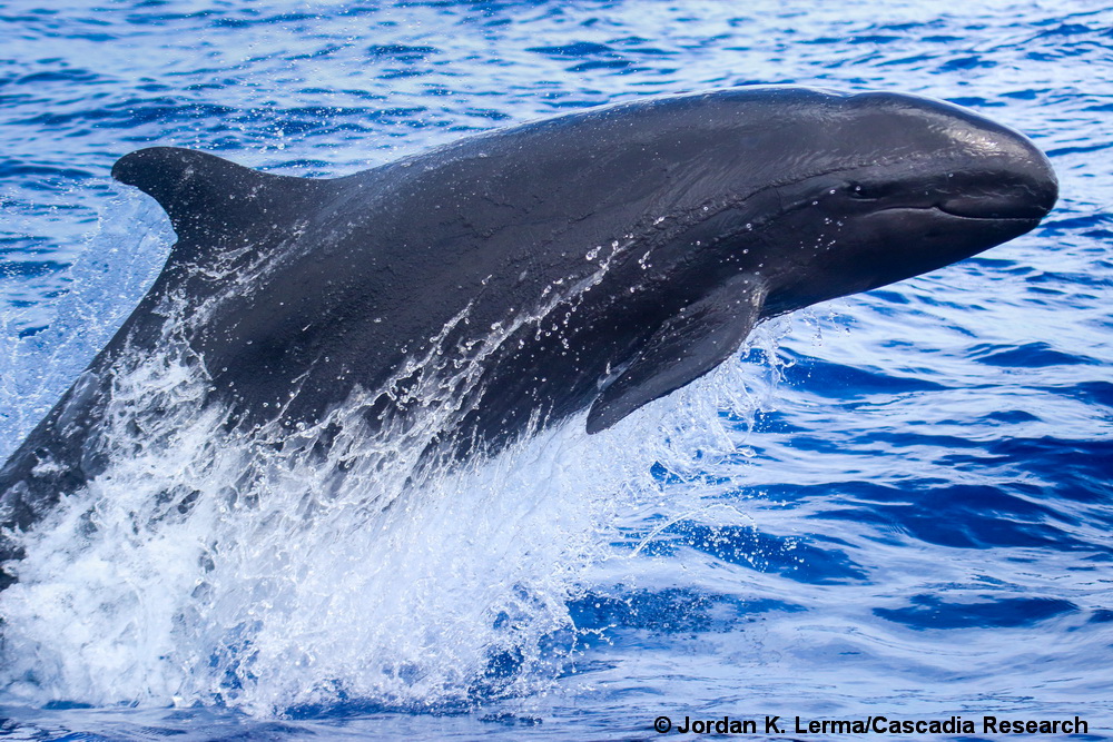 False killer whale, Pseudorca, Hawaii, Lanai