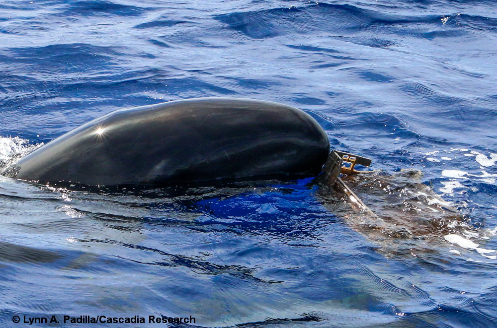 marine debris, false killer whale, Pseudorca, Hawaii, Lanai