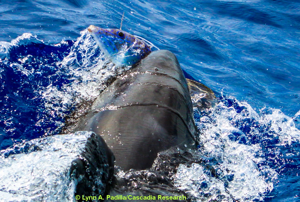 false killer whale, Pseudorca, Hawaii, filefish, scrawled filefish, predation, Lanai