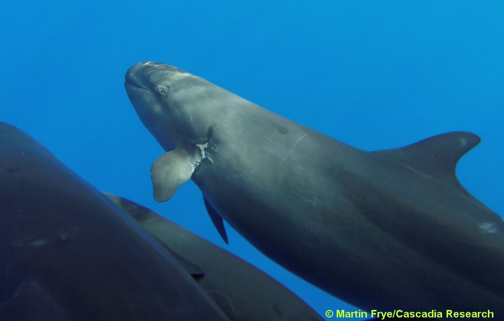 false killer whale, Pseudorca, Hawaii, Lanai