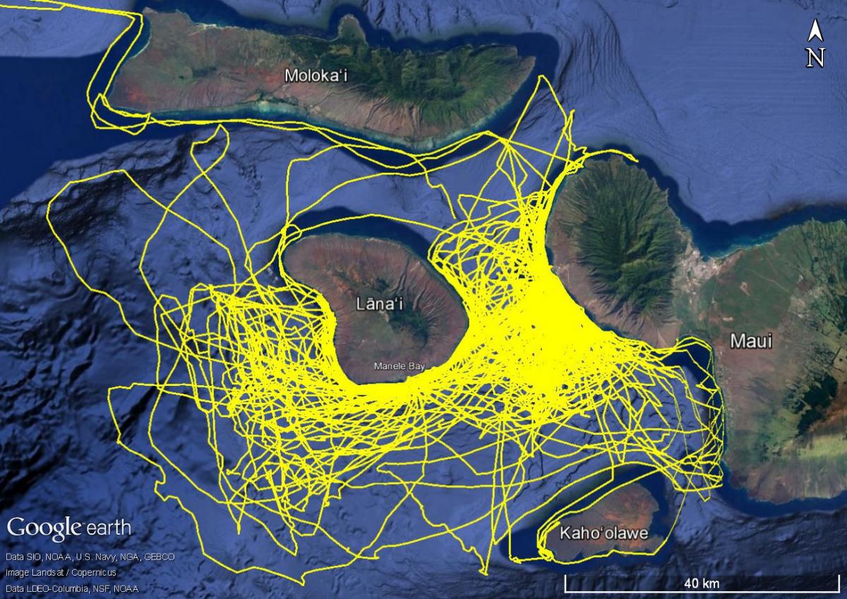 tracklines, survey effort, Hawaii, Maui, Lanai, whale, dolphin