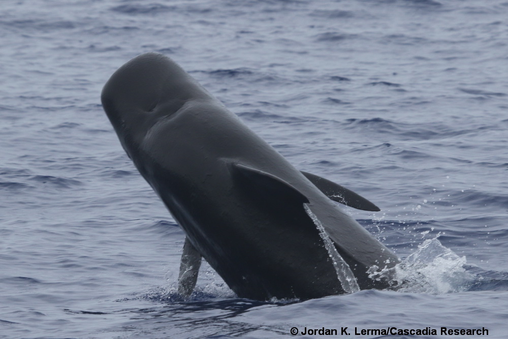 short-finned pilot whale, Hawaii, Kona, breach, whale, Globicephala