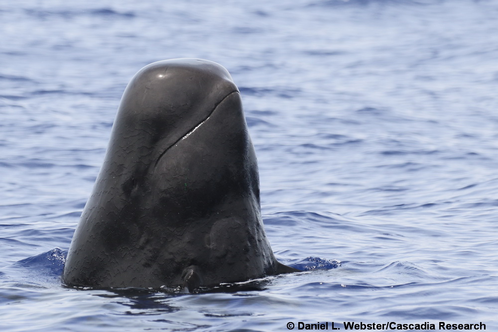 short-finned pilot whale, Hawaii, Kona, Globicephala, spyhop