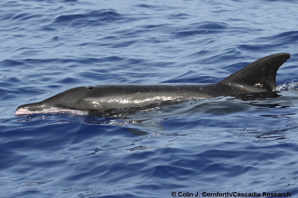 Rough-toothed dolphin, Steno, Hawaii, Kona