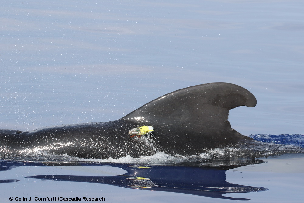 Short-finned pilot whale, tagging, tag, SMRT tag, Sound and Motion Recording Telemetry, Hawaii