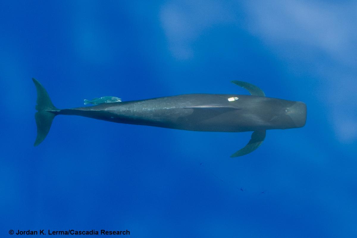 Short-finned pilot whale, remora, Hawaii, SMRT tag, pilot whale, Kona, drone,  UAV