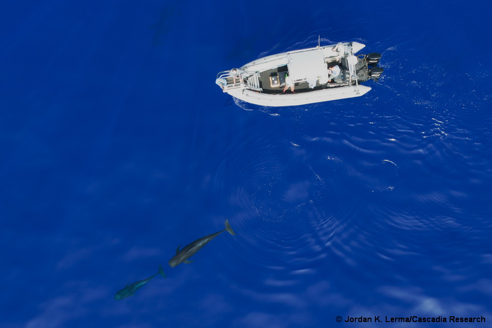 pilot whale, Hawaii, drone, UAV, short-finned pilot whale, Globicephala, research