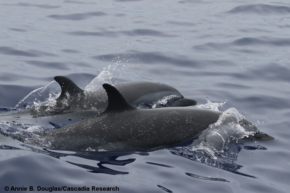 pantropical spotted dolphin, Stenella attenuata, Stenella, Hawaii, Kona