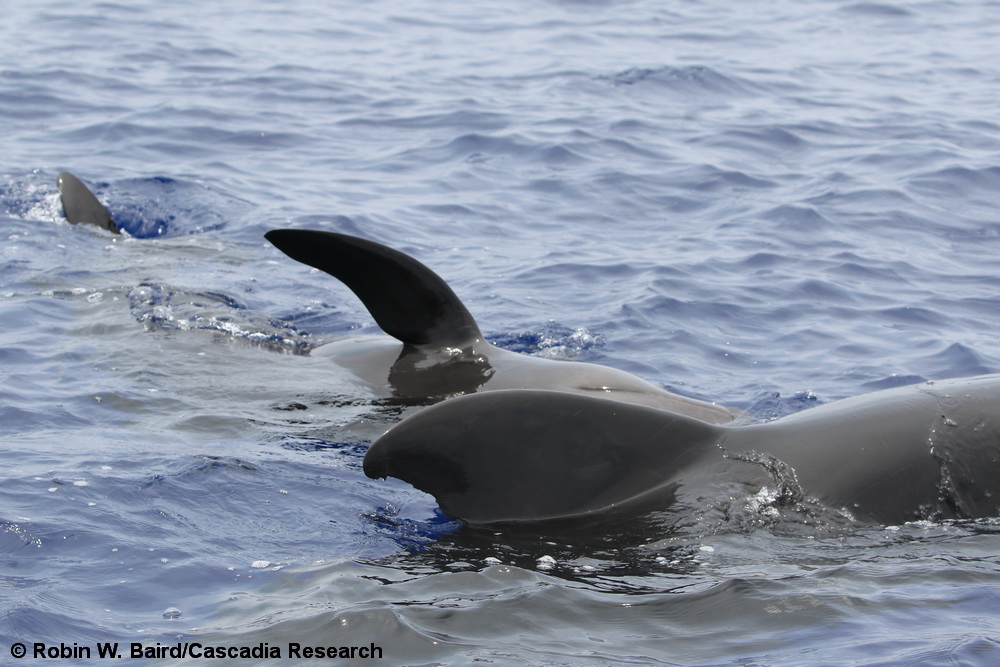 short-finned pilot whale, pilot whale, Globicephala, Hawaii, Kona, calf