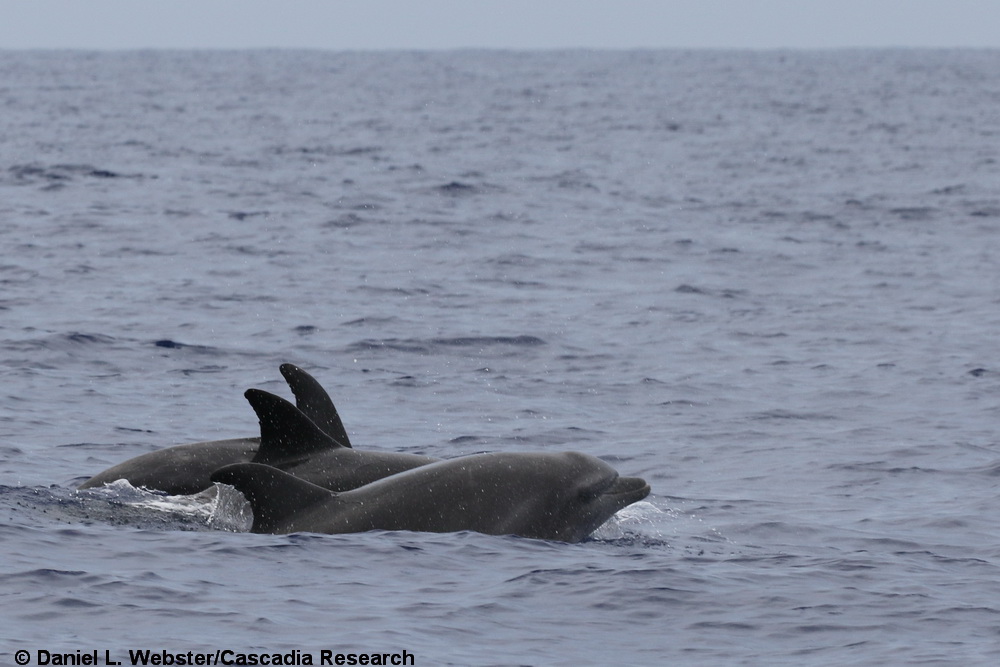 Tursiops, Tursiops truncatus, bottlenose dolphin, Hawaii, Kona