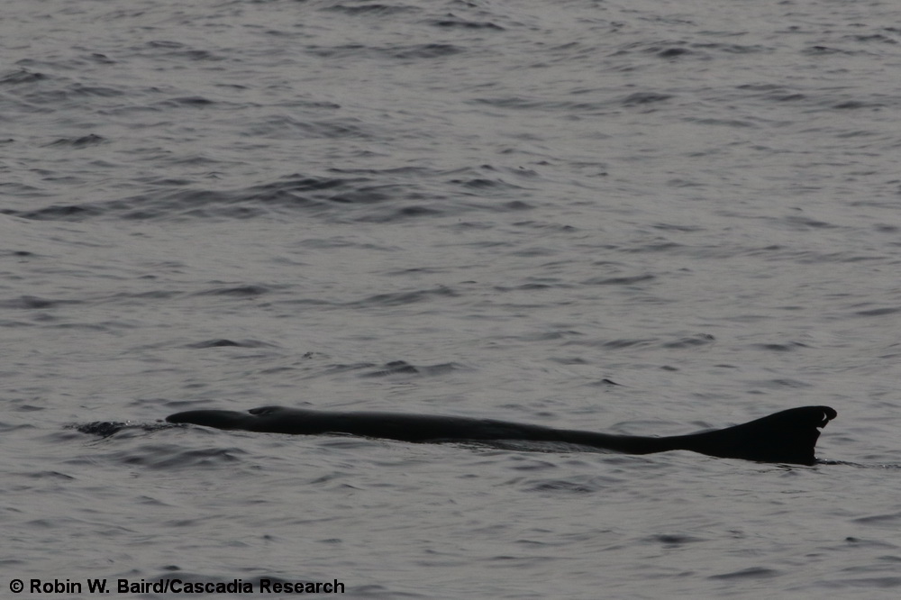 Kogia sima, dwarf sperm whale, Kogia, Hawaii, Kona