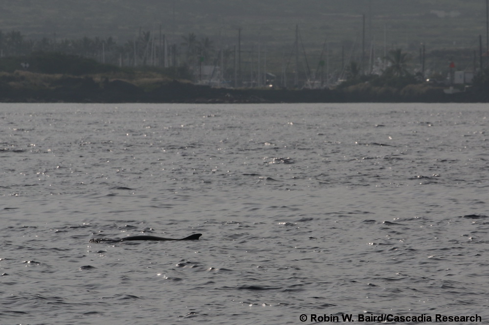 dwarf sperm whale, Kogia sima, Kogia, Honokohau, Hawaii
