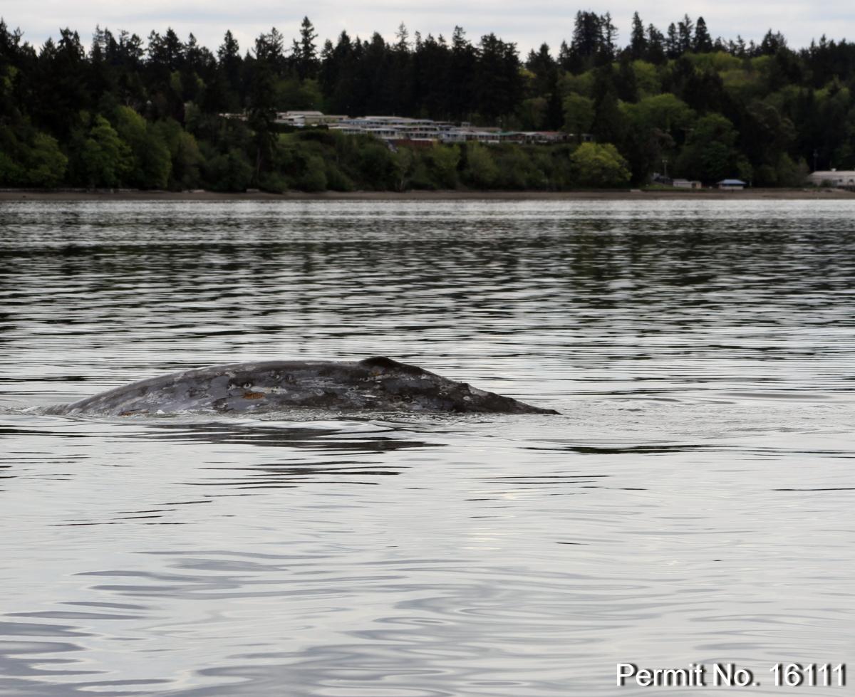 Gray whale sightings in southern Puget Sound - https://cascadiaresearch.org