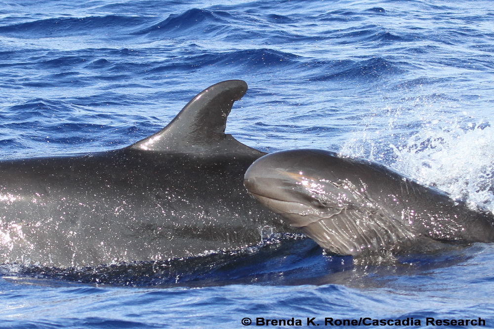 False killer whale, Pseudorca, Kauai, Hawaii, Northwestern Hawaiian Islands