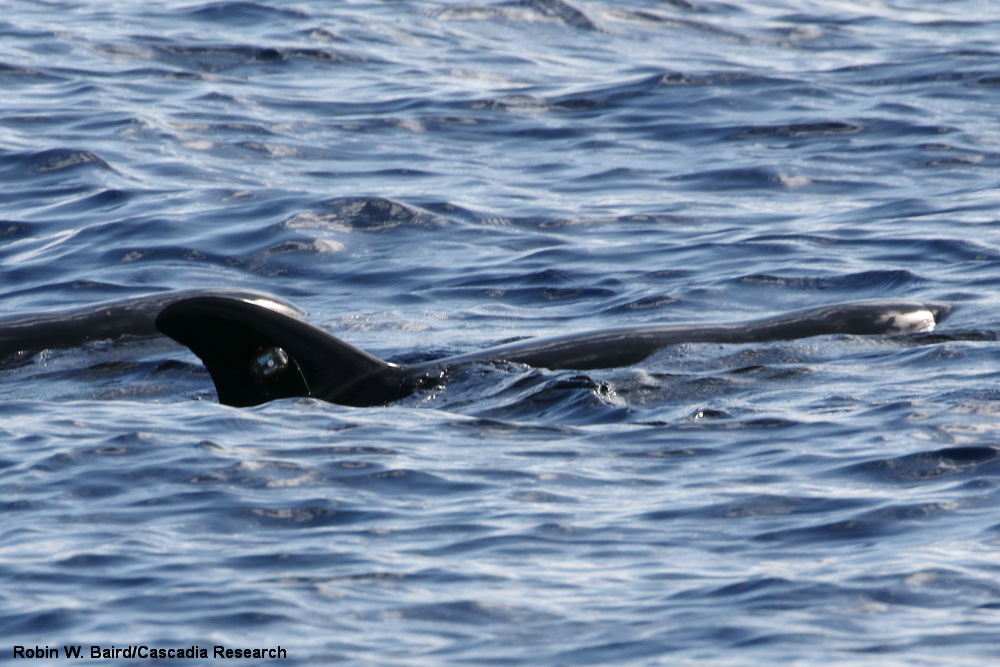 Melon-headed whale, Peponocephala, Kaua'i, Hawai'i